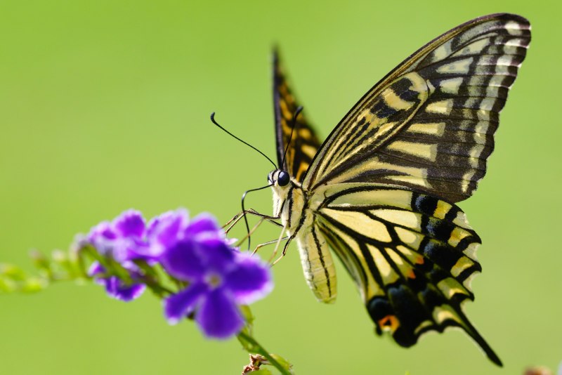 Papilio xuthus бабочка