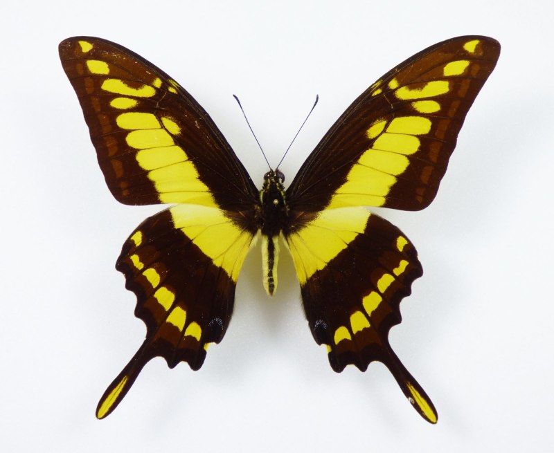 Papilio thoas