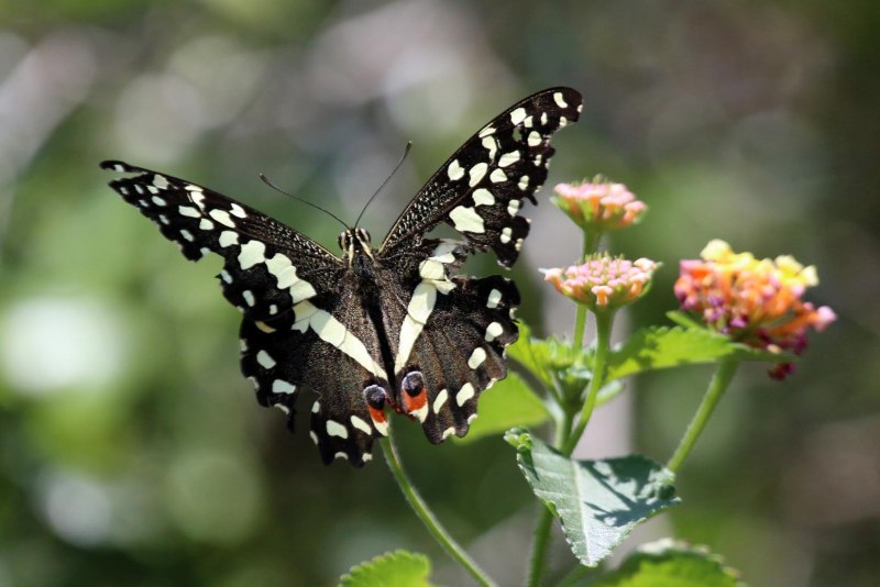 Бабочка Papilio demodocus