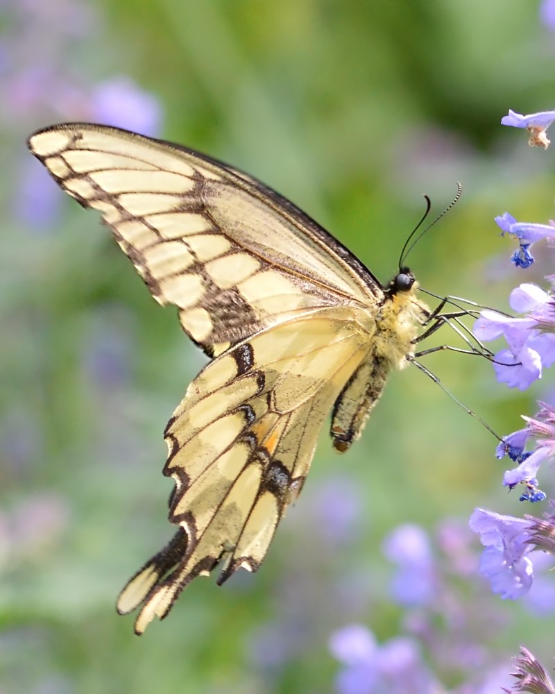 Papilio cresphontes