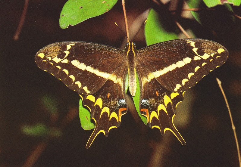 Papilio thoas бабочка