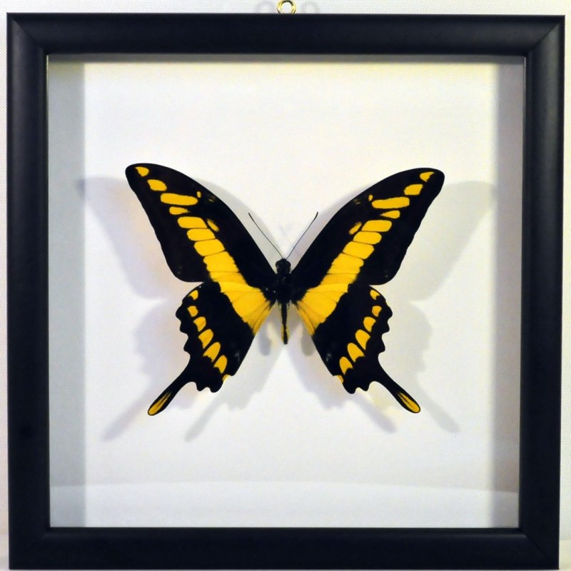 Парусник Тоас (Papilio thoas)
