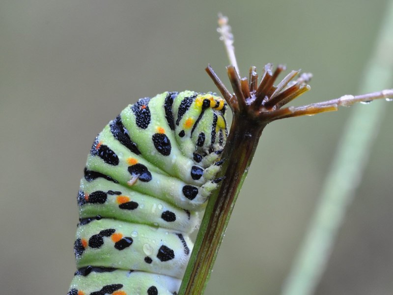 Гусеница Махаона (Papilio Machaon)