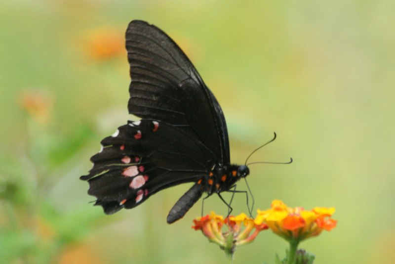 Papilio anchisiades бабочка