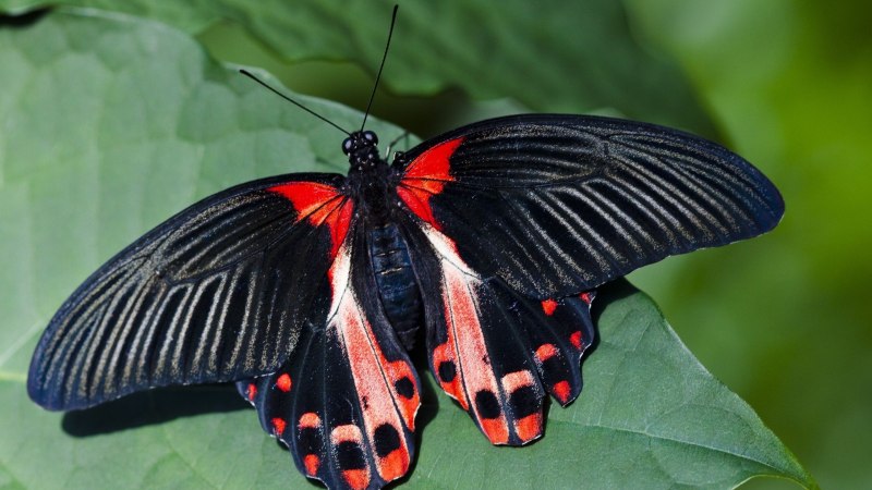 Papilio Rumanzovia бабочка