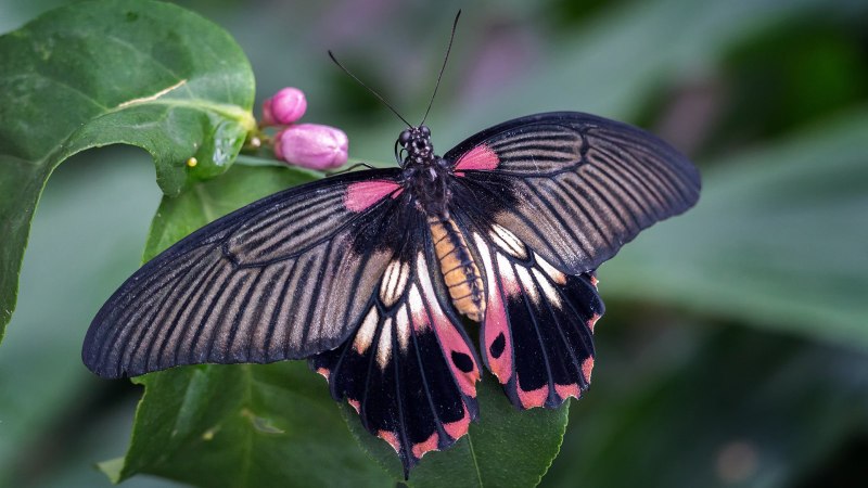 Парусник Румянцева (Papilio Rumanzovia)