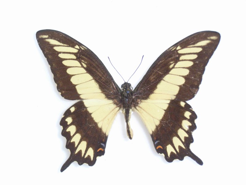 Papilio machaonides