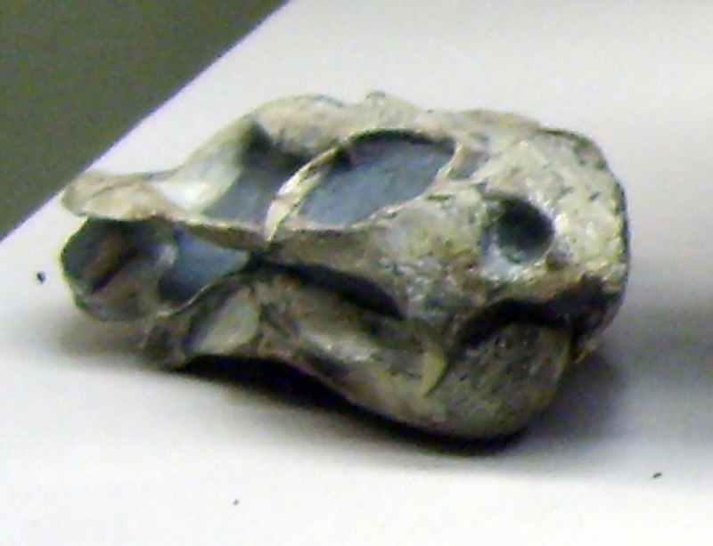 Pristerodon Mackayi
