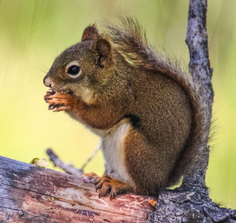 Tamiasciurus hudsonicus