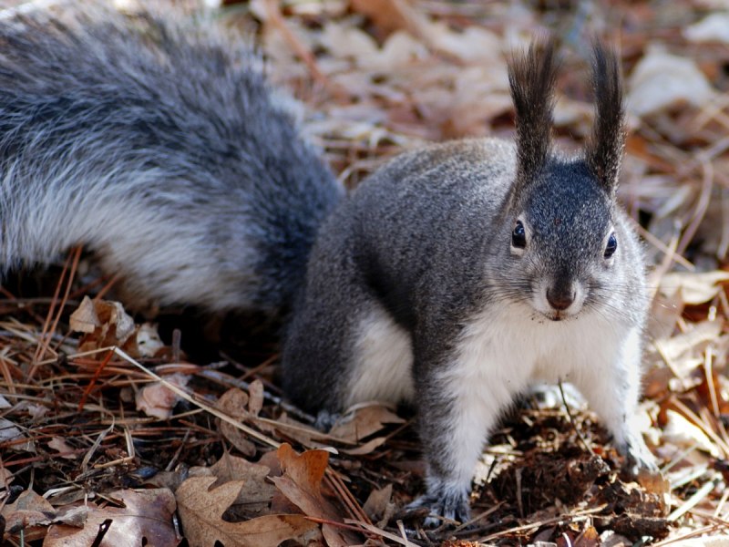 Sciurus aberti kaibabensis