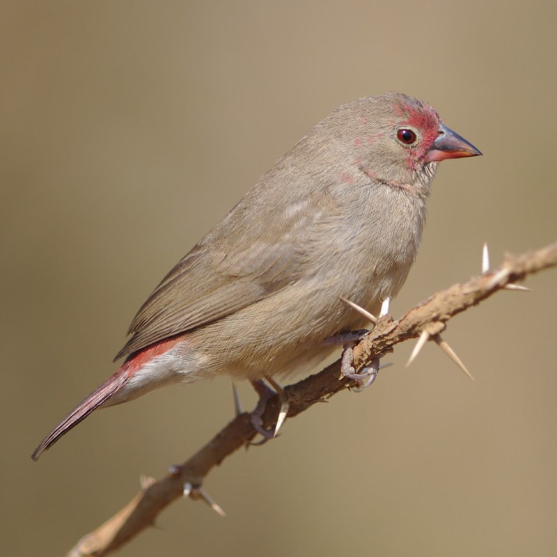 Lagonosticta Senegala