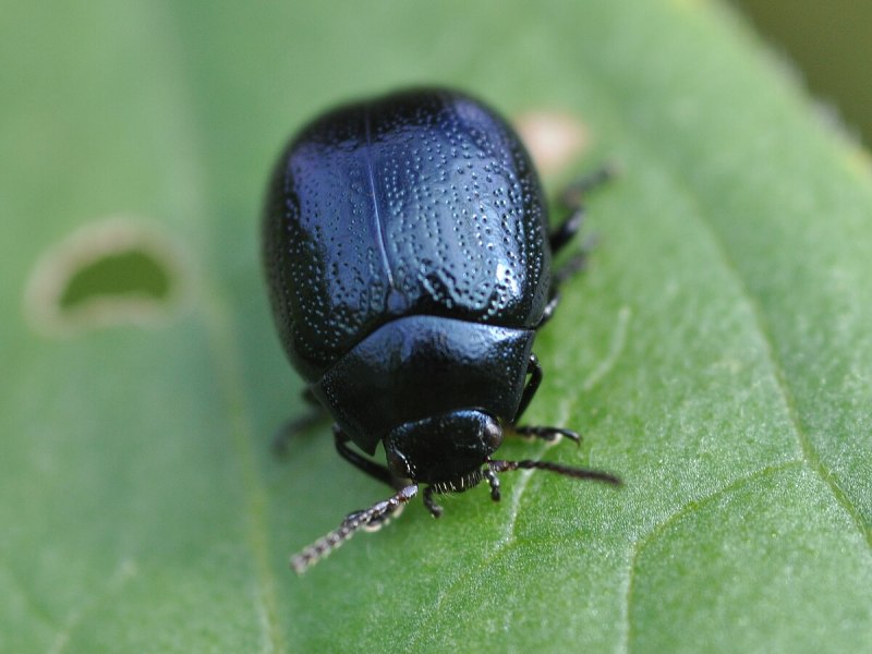 Chrysolina haemoptera