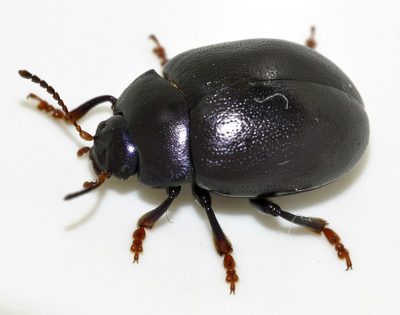 Chrysolina Sturmi
