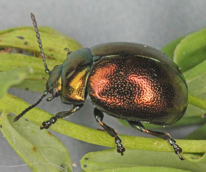 Листоед Chrysolina varians