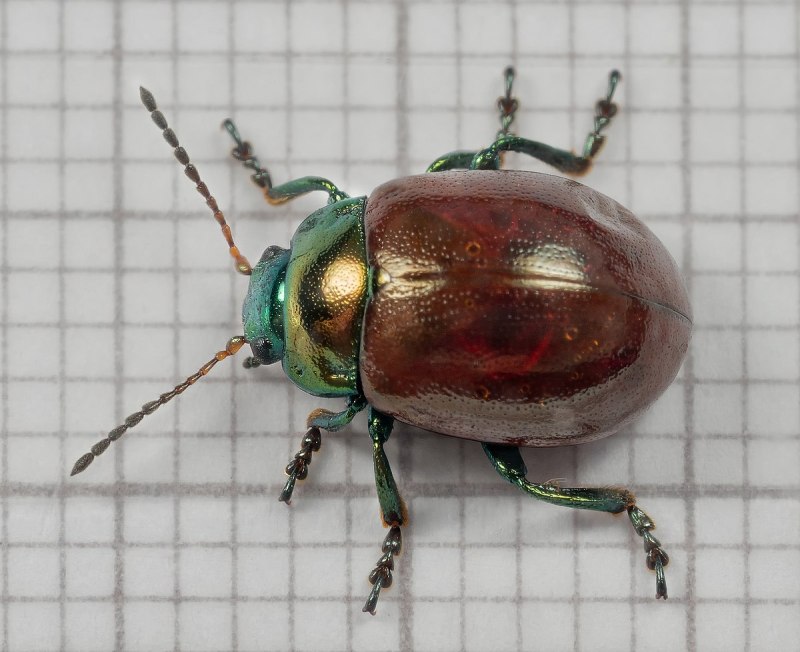 Chrysolina limbata серебристый