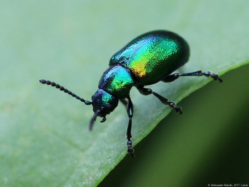 Gastrophysa viridula