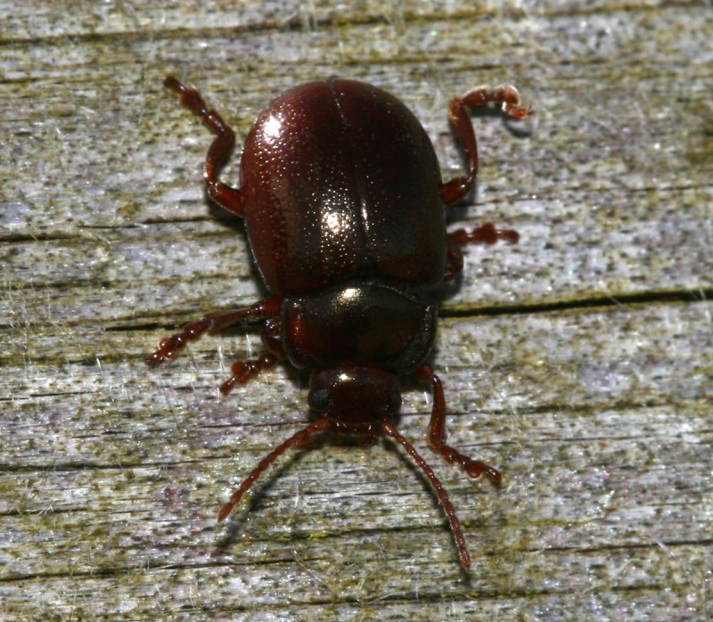 Chrysolina staphylaea