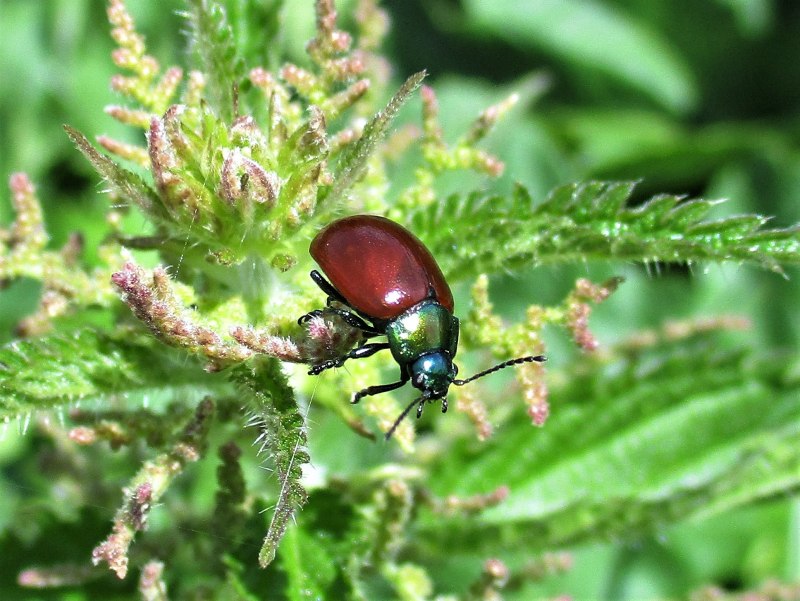 Розмариновый Листоед личинка– Chrysolina Americana l.