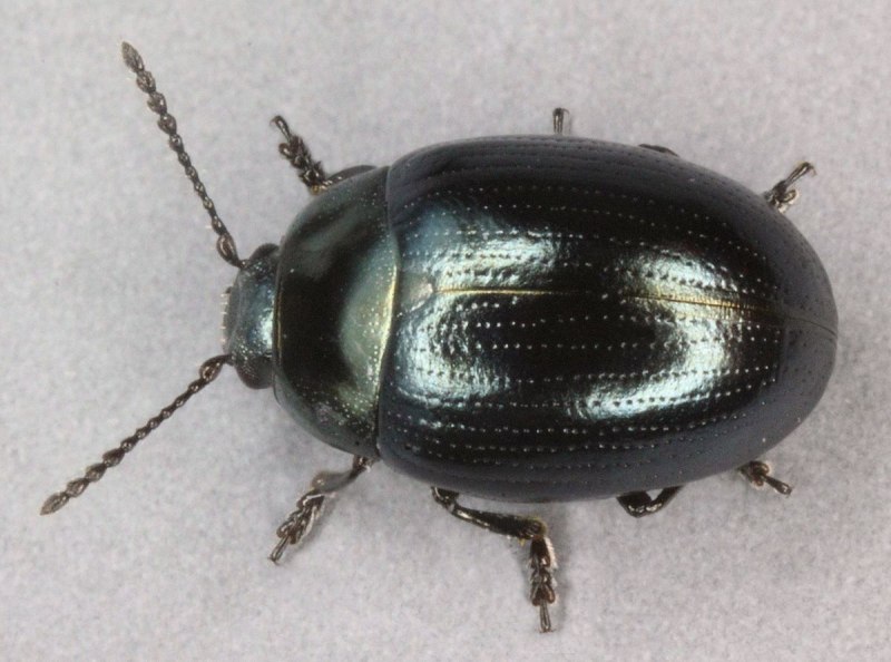 Phaedon laevigatus