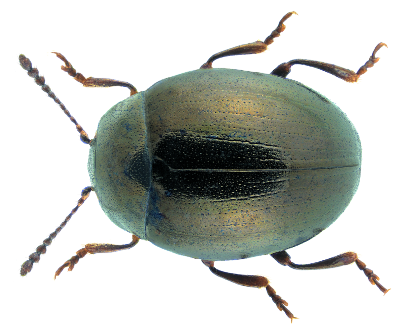 Pachnephorus tessellatus (Duftschmid, 1825)