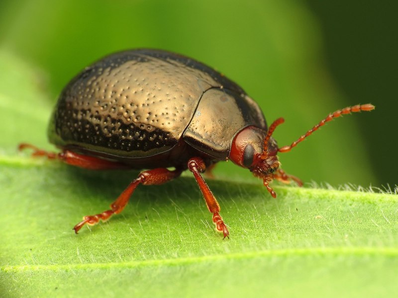 Apricot eating Beetle