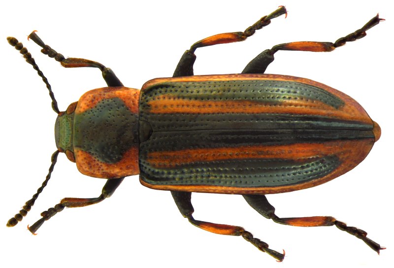 Prasocuris phellandrii