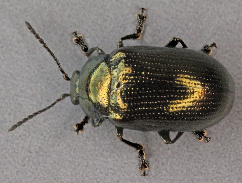 Phyllodecta vitellinae