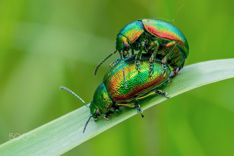 Листоед Chrysolina graminis