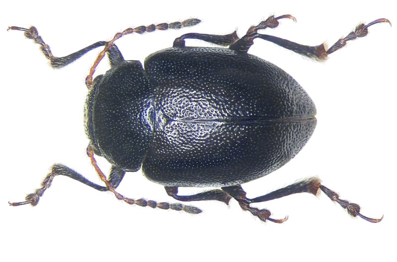 Chrysolina aurichalcea