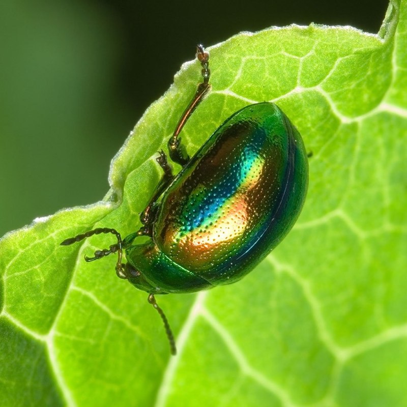 Листоед ясноточный (Chrysolina fastuosa)