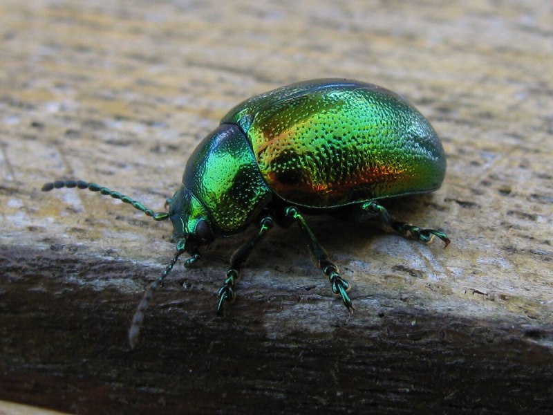 Chrysolina herbacea