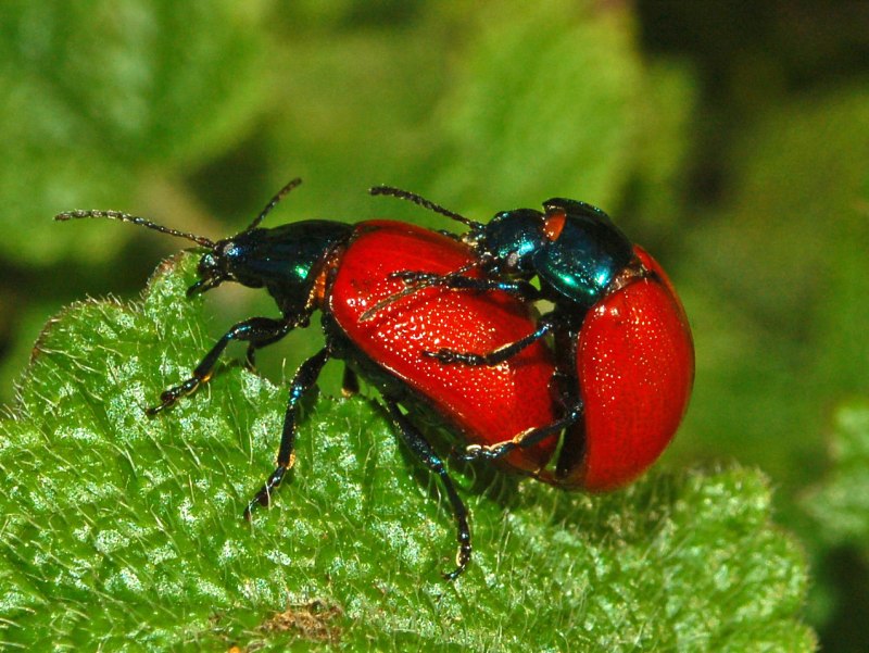 Chrysomelidae