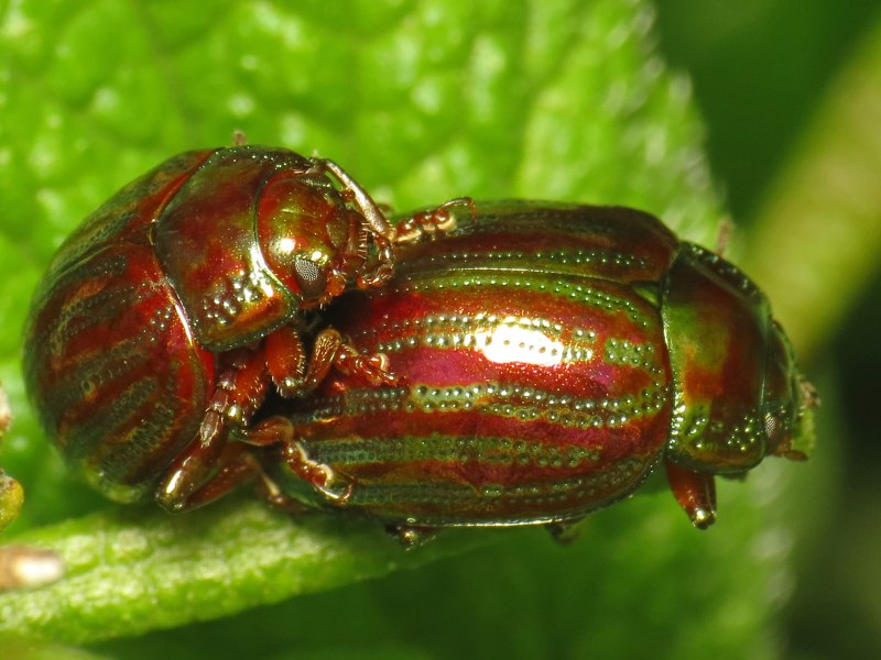 Chrysolina Americana