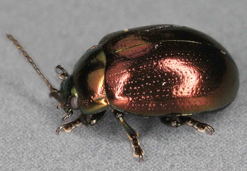 Chrysolina haemoptera