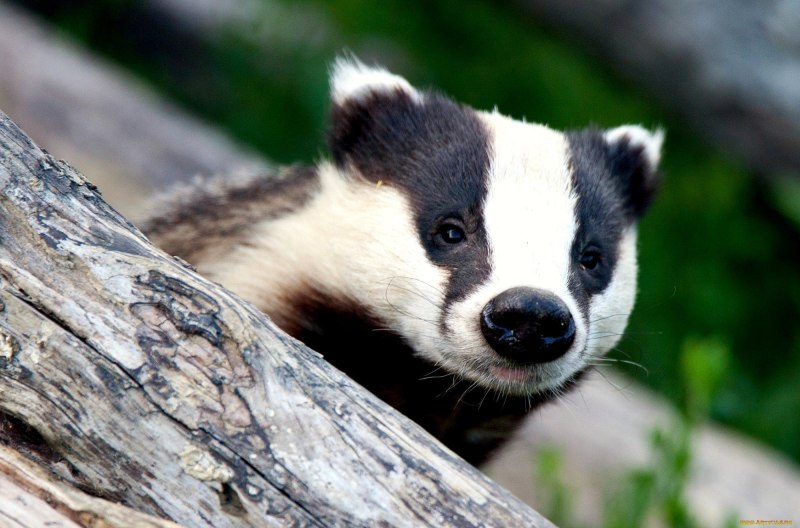 Badger Badger Badger