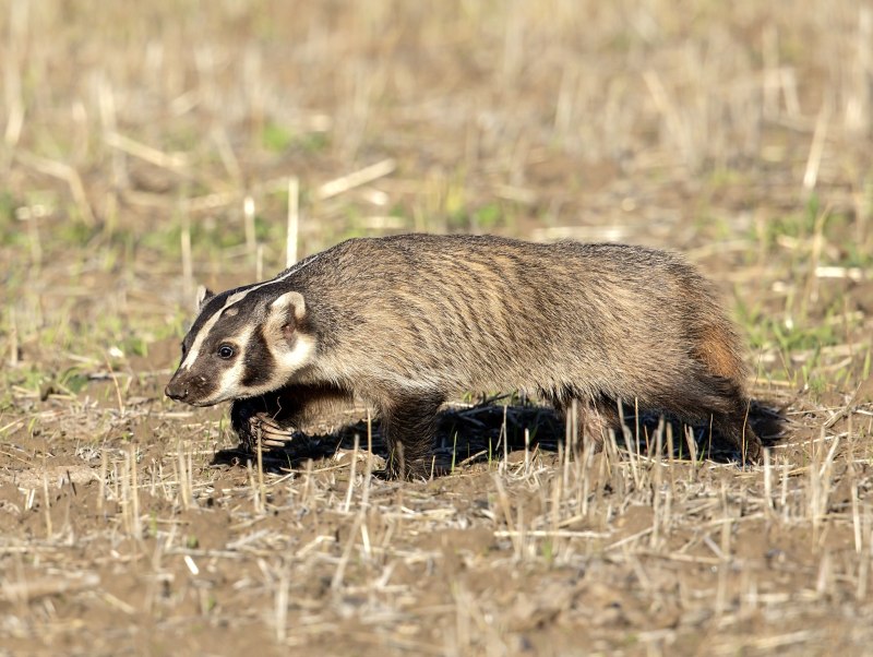 Американские Барсуки (Taxidea Taxus)