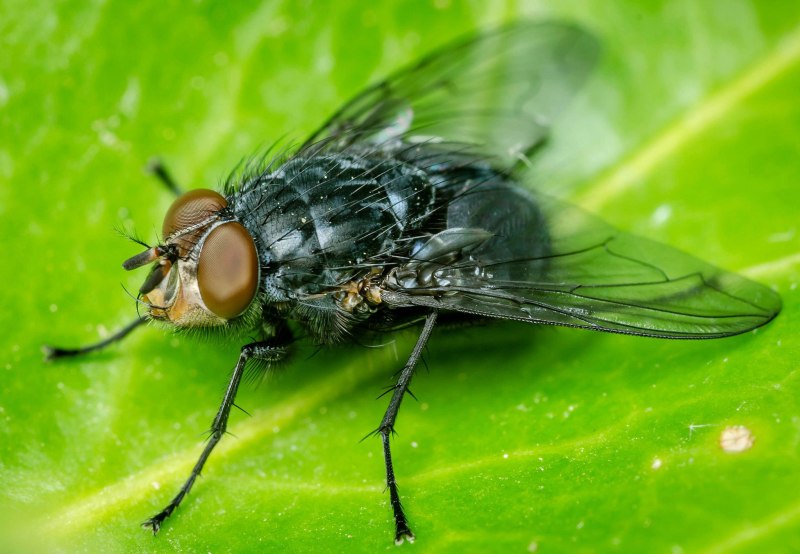 Слепни (Tabanidae)