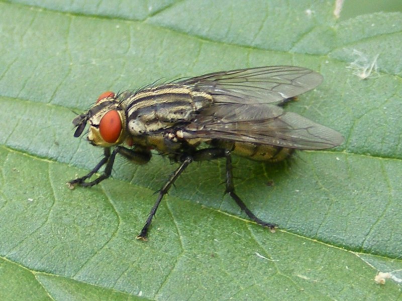 Sarcophagidae мухи семейства