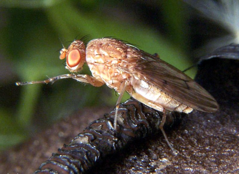 Heleomyzidae Муха