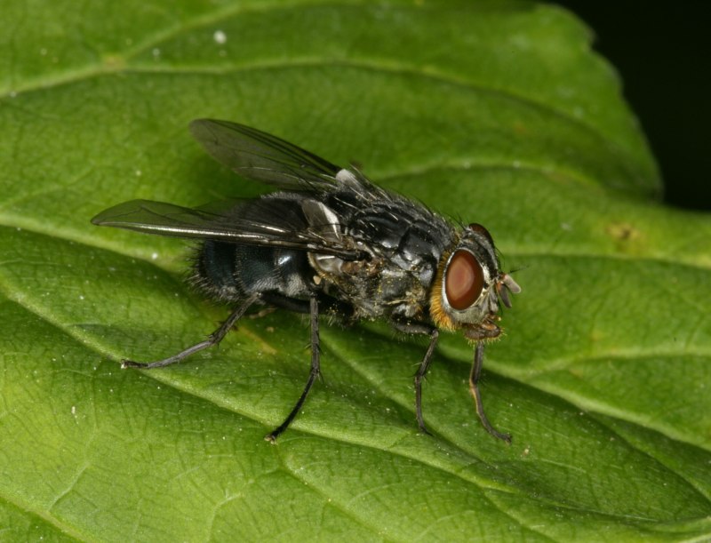 Синяя мясная Муха Calliphora