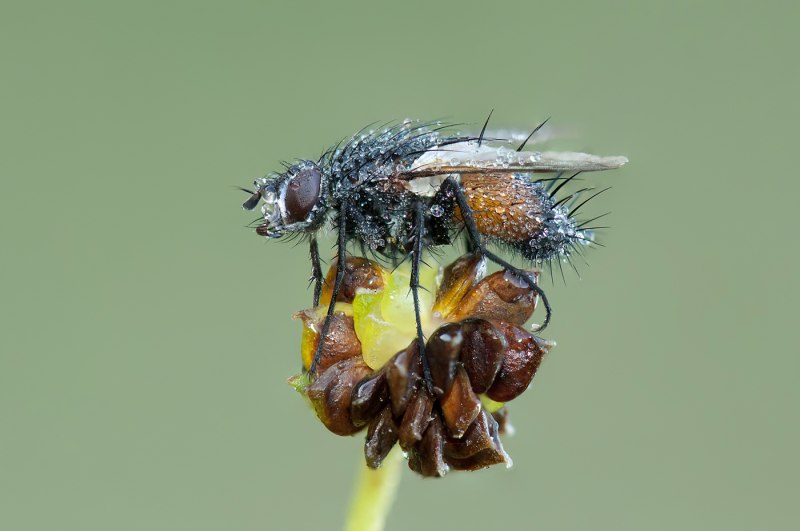 Peletiereia nigricornis MG. Ежемуха