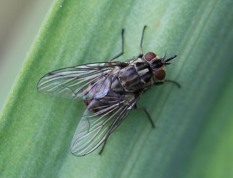 Осенняя жигалка (Stomoxys Calcitrans)