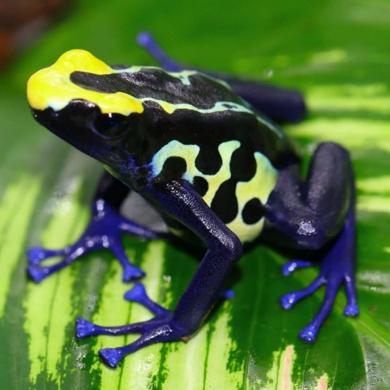 Dendrobates tinctorius Patricia