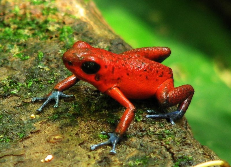 Маленький древолаз Oophaga pumilio