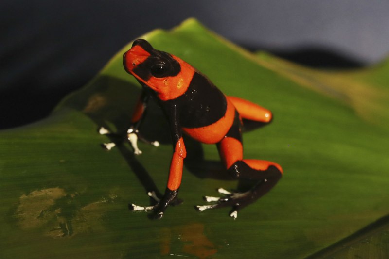 Colombian Frog