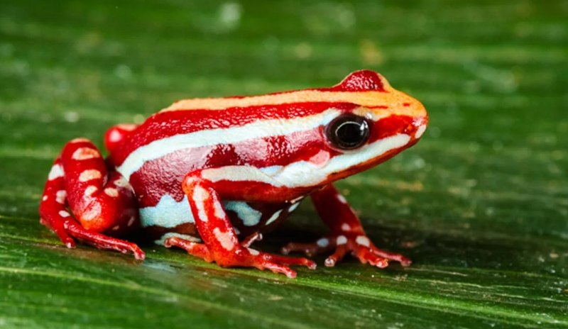 Epipedobates anthonyi