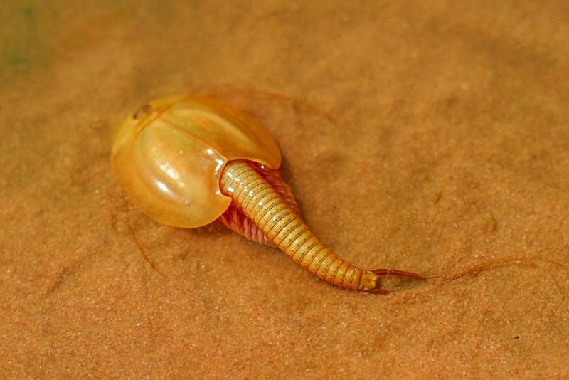 Рачки-щитни Triops