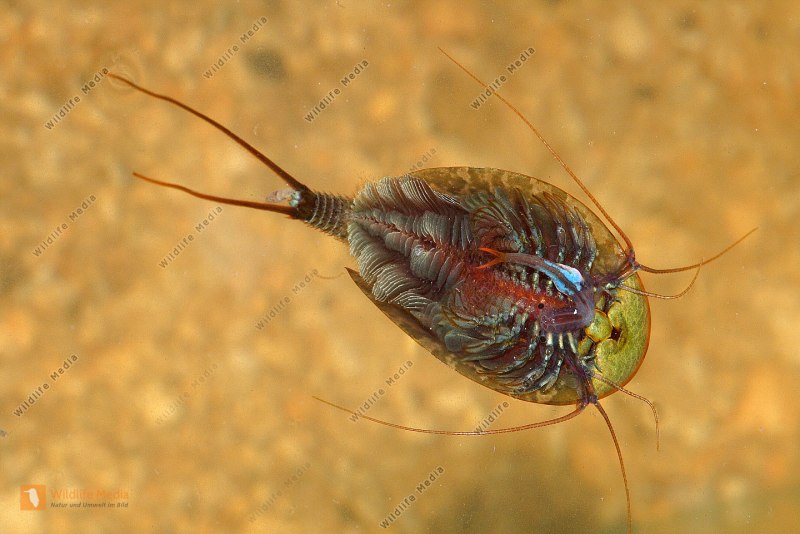 Triops cancriformis