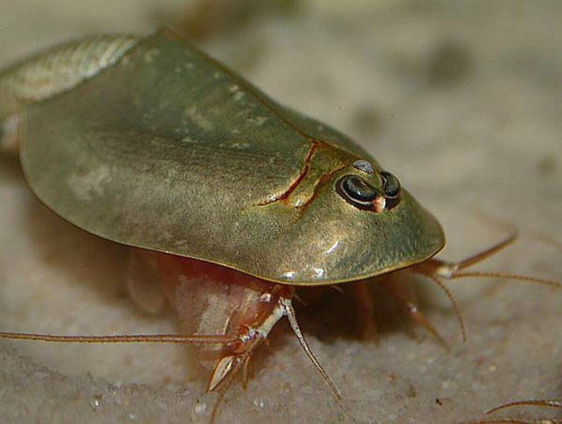 Щитни Triops cancriformis