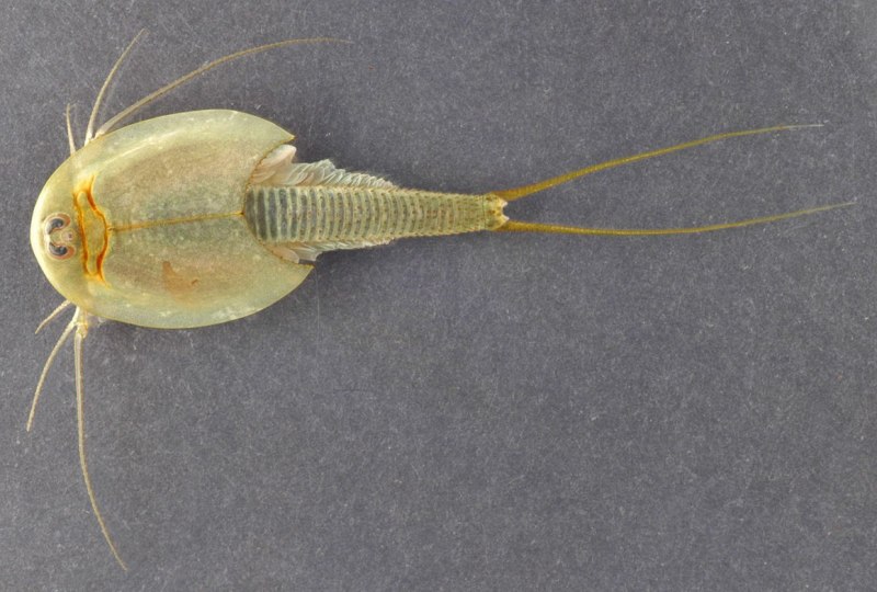 Рачки-щитни Triops
